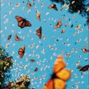 Meet your Posher, Nuha